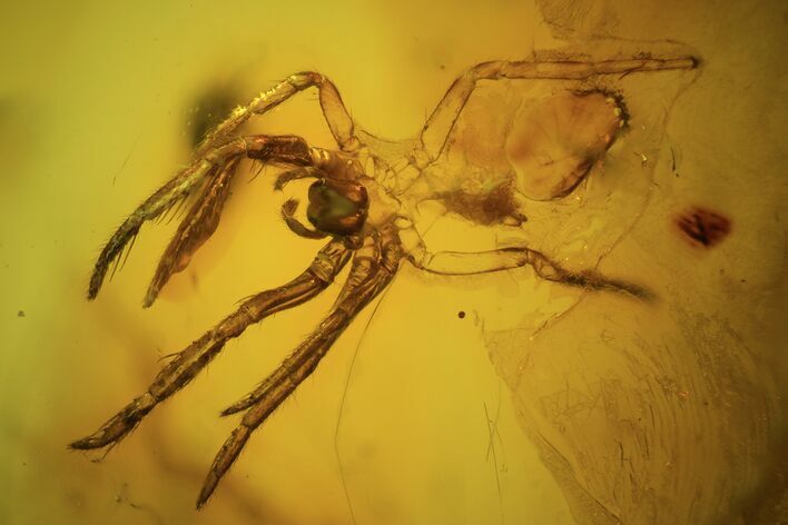 Fossil Spider Exuviae (Aranea) In Baltic Amber #73324